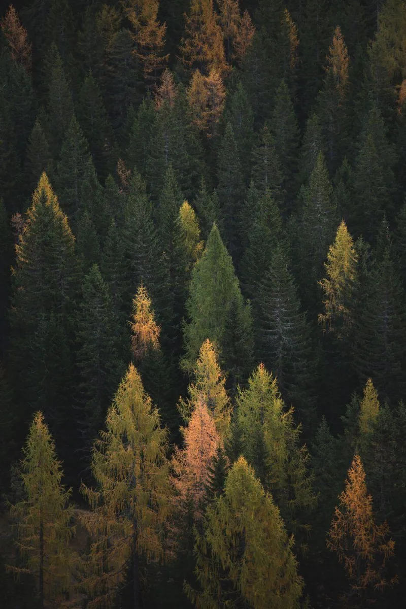 Fotografie aus der Serie trees.