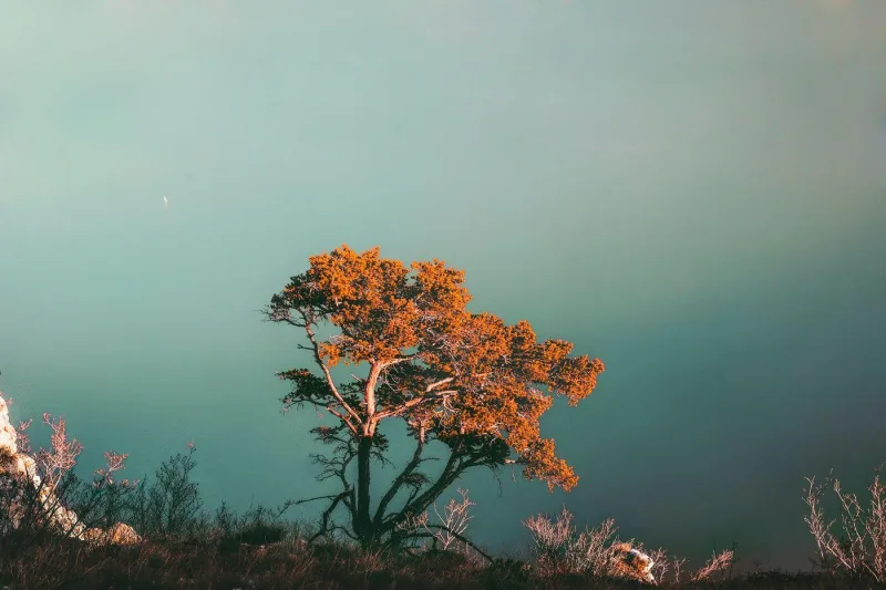 Fotografie aus der Serie trees.