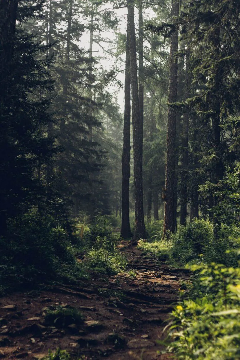 Fotografie aus der Serie trees.
