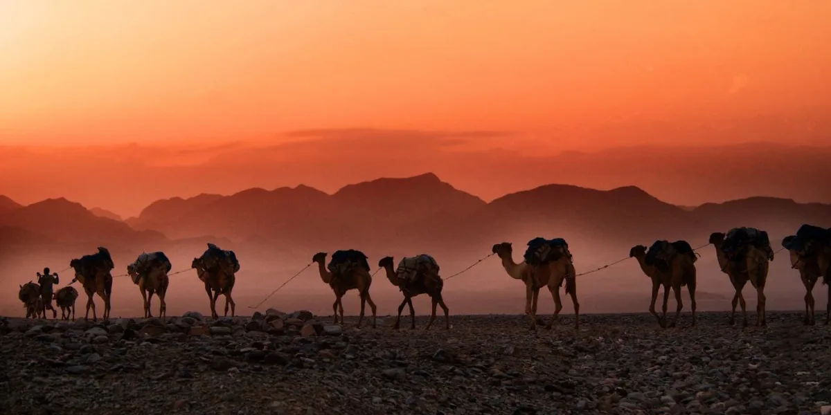 A caravan of camels in the desert. The sun sets and paints the sky orange. Mountains are visible in the background.